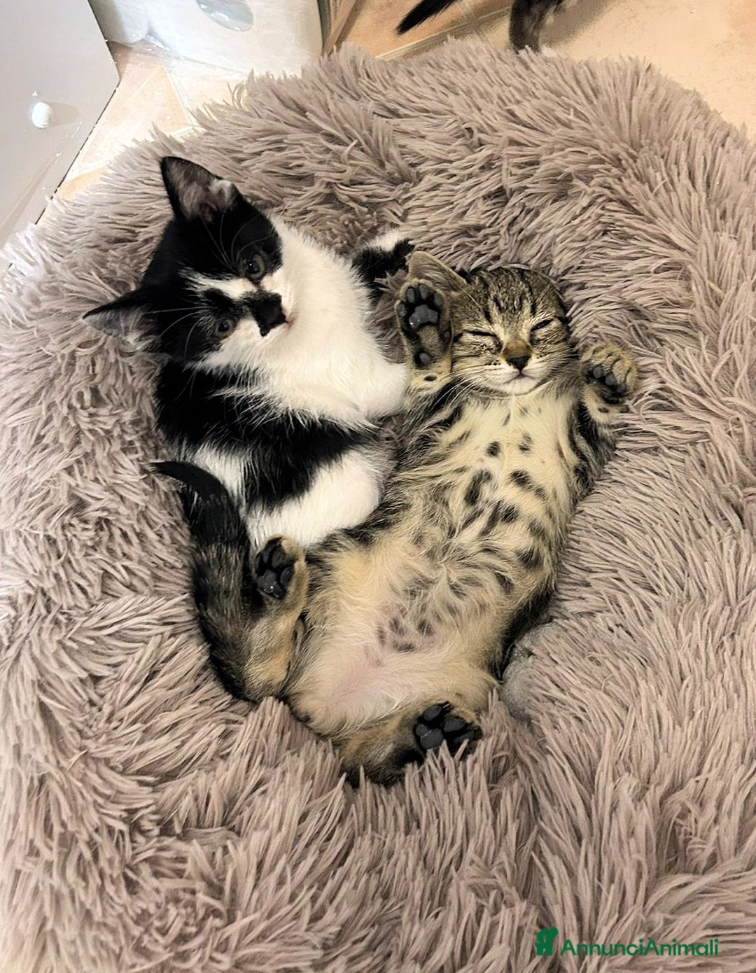 Europeo gatti in regalo: Isotta pelo lungo  e la sua  sorellina   - Immagine 1