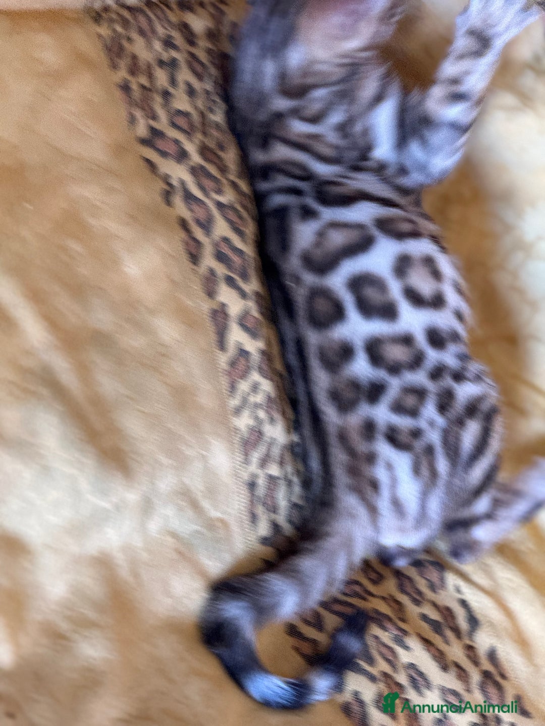 Bengala gatti in vendita: Bellissimi cuccioli  a Città metropolitana di Roma Capitale - Immagine 13