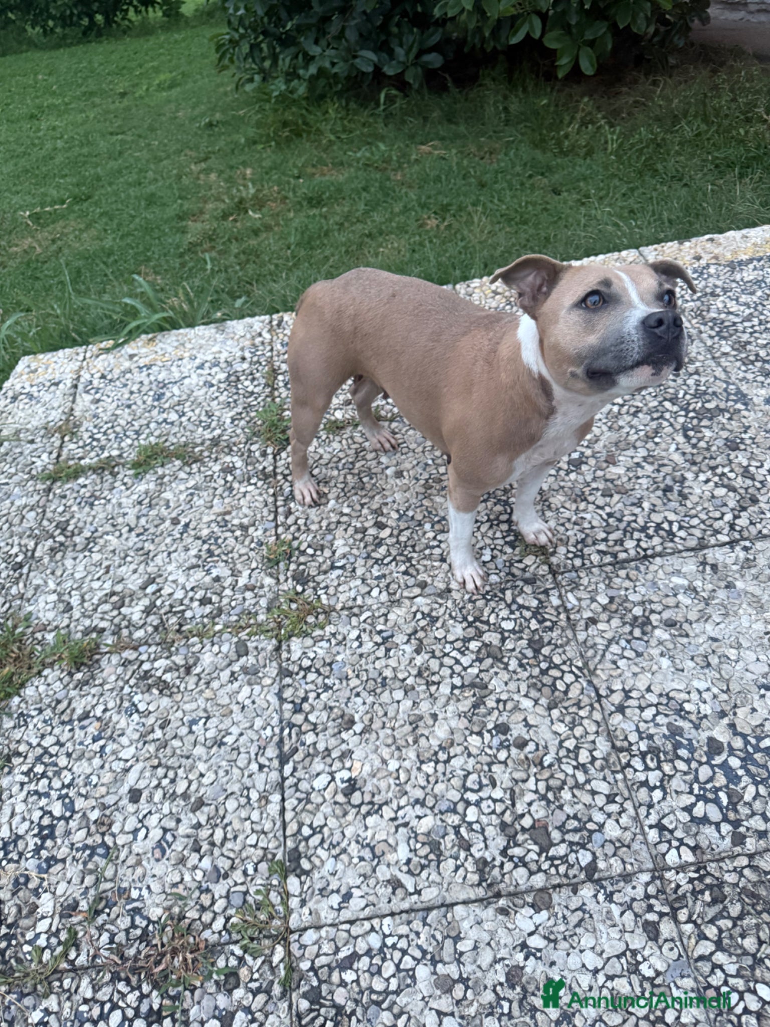 Staffordshire cani Cucciolata in arrivo - Annuncio 1