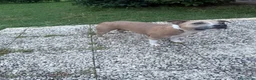Staffordshire cani in vendita: Cucciolata in arrivo - Annuncio 1