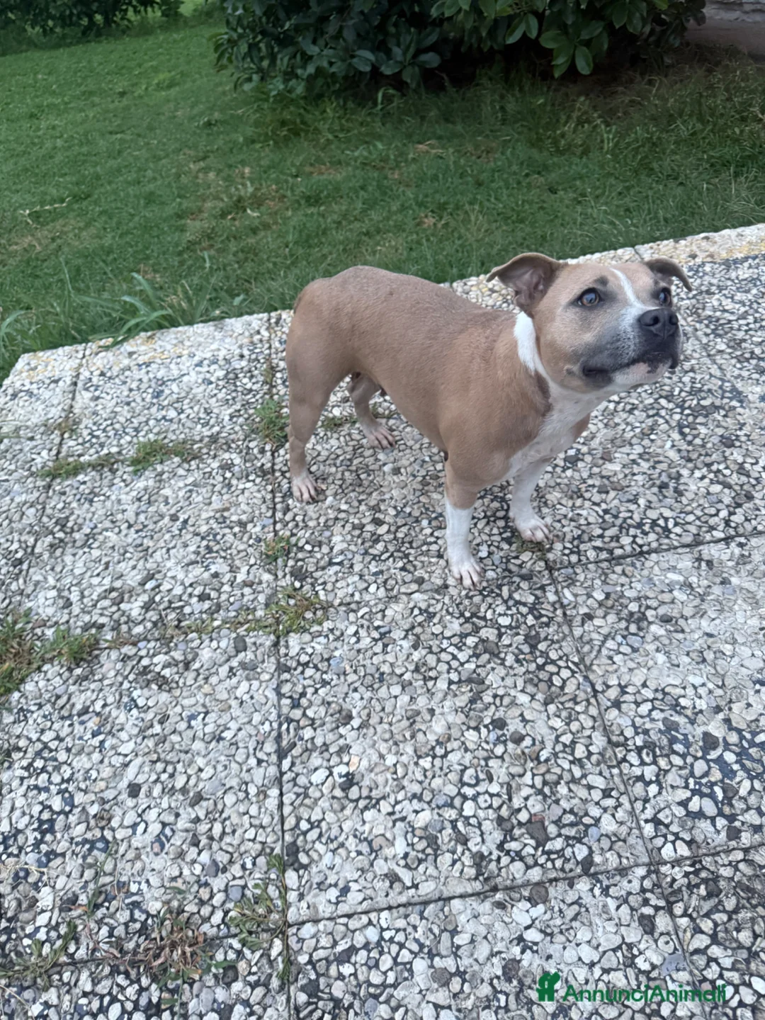 Staffordshire cani in vendita: Cucciolata in arrivo - Annuncio 1