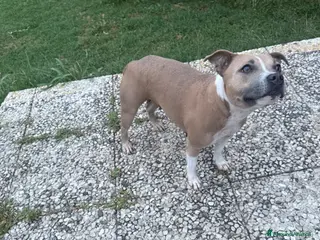 Staffordshire cani Cucciolata in arrivo - Annuncio 3