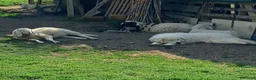 Pastore Abbruzzese Maremmano cani in vendita: Cuccioli di pastore Abruzzese Maremmano  - Annuncio 18