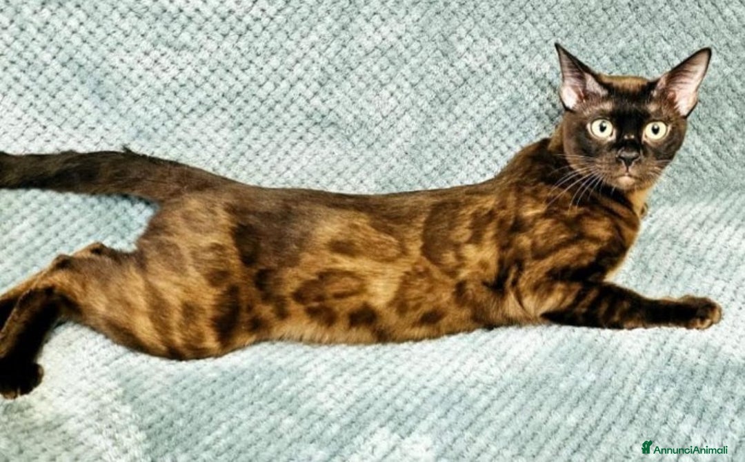 Bengala gatti in vendita: Splendida gatta del bengala con pedigree - Annuncio 3