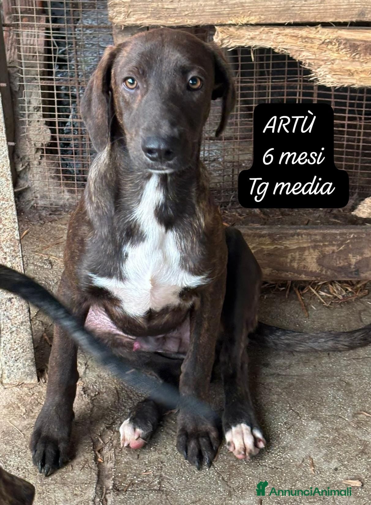 Meticcio cani Meticci dimenticati da tutti  - Annuncio 1