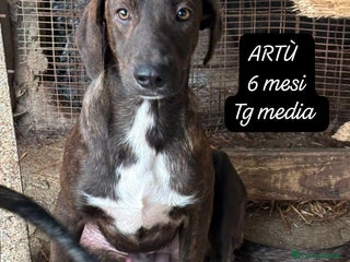 Meticcio cani Meticci dimenticati da tutti - Annuncio 1
