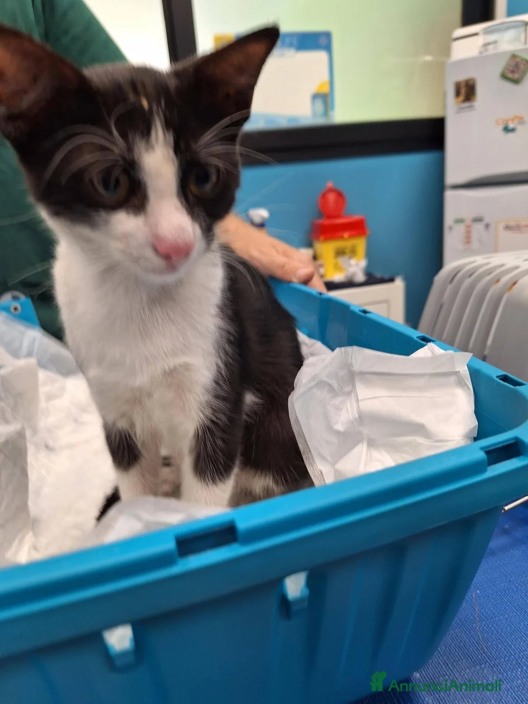 Meticcio gatti in regalo: Burrito in adozione - Annuncio 2