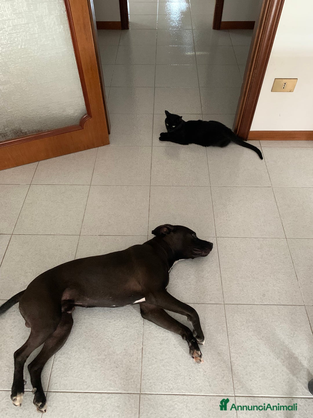 Pitbull cani in regalo: Chester Pitbull 2 anni maschio - Annuncio 9