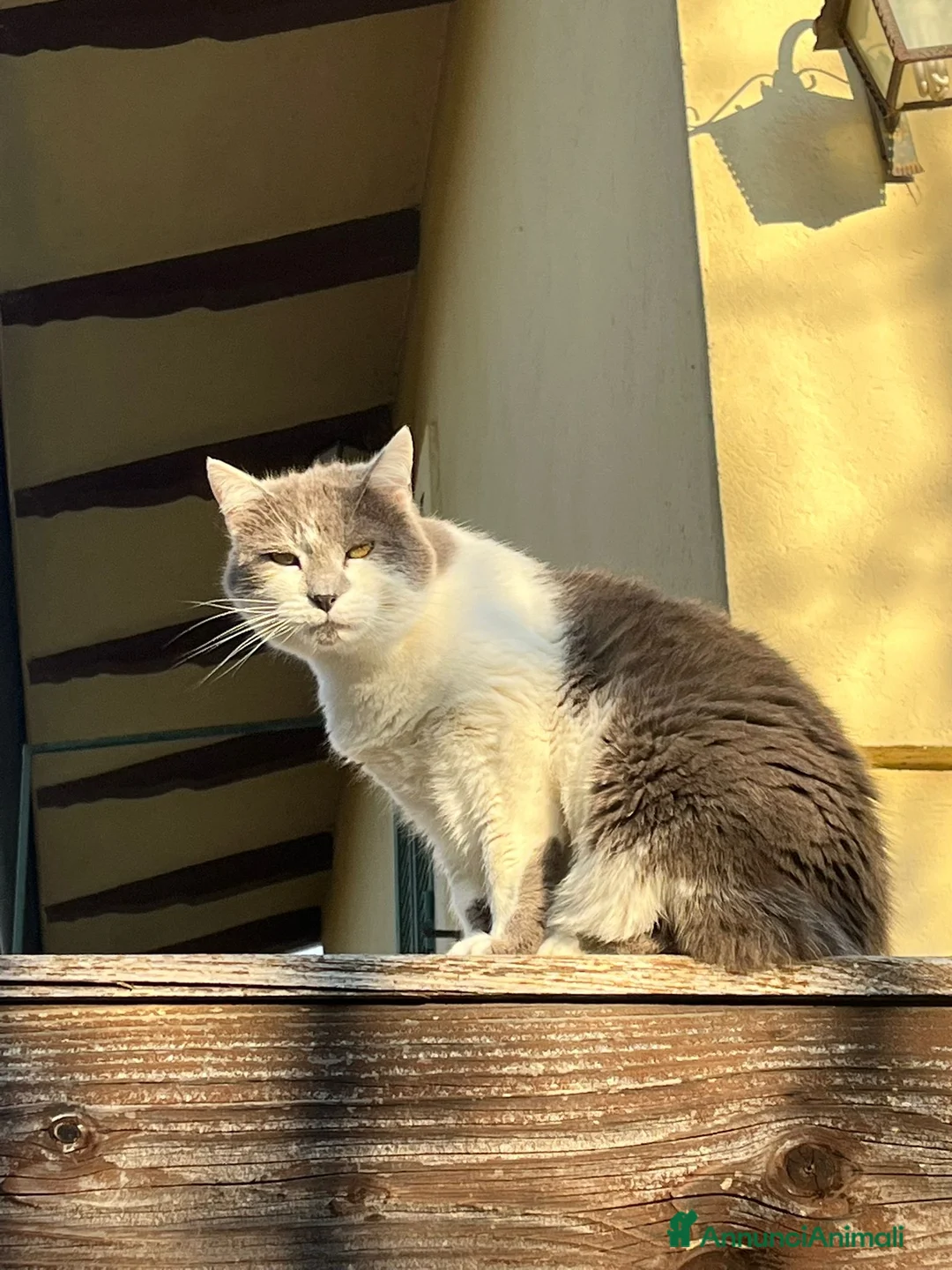 Europeo gatti in regalo: Due Gatti Adulti Buoni - Annuncio 9