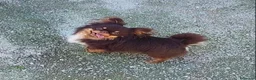 Chihuahua cani in vendita: Chihuahua  a Provincia di Mantova - Annuncio 8