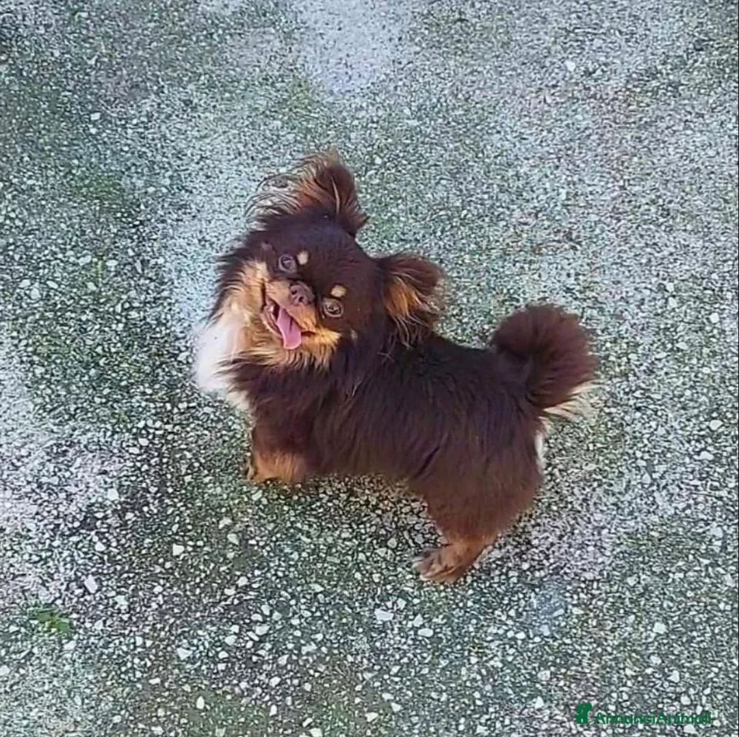 Chihuahua cani in vendita: Chihuahua  a Provincia di Mantova - Annuncio 8