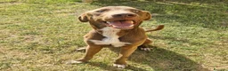 Meticcio cani in regalo: Riportato in rifugio a 9 mesi.... a Provincia di Prato - Annuncio 3