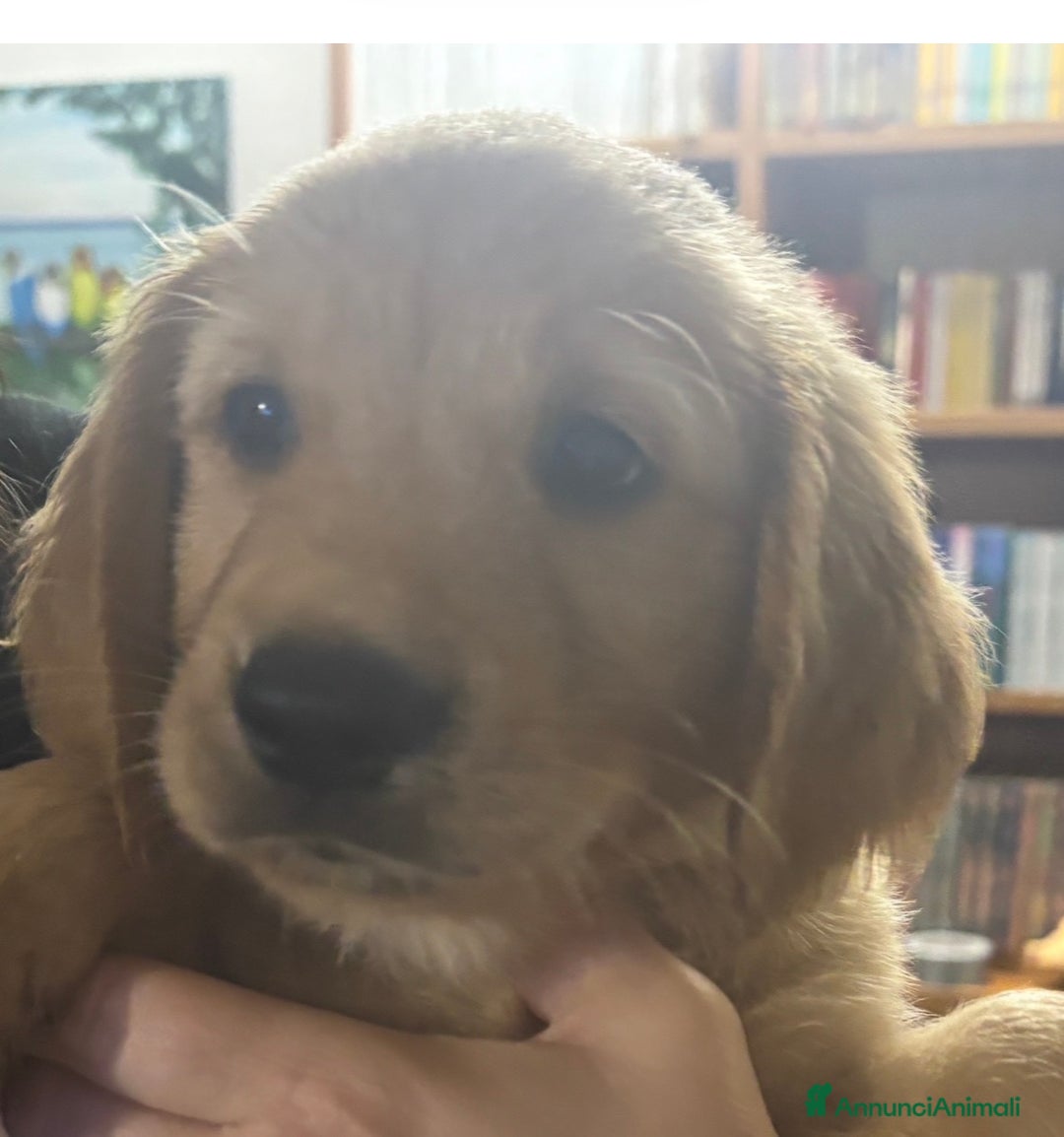 Golden Retriever cani in vendita: Golden Retriver  - Annuncio 3