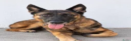 Pastore Tedesco cani in regalo: claudia - Annuncio 1