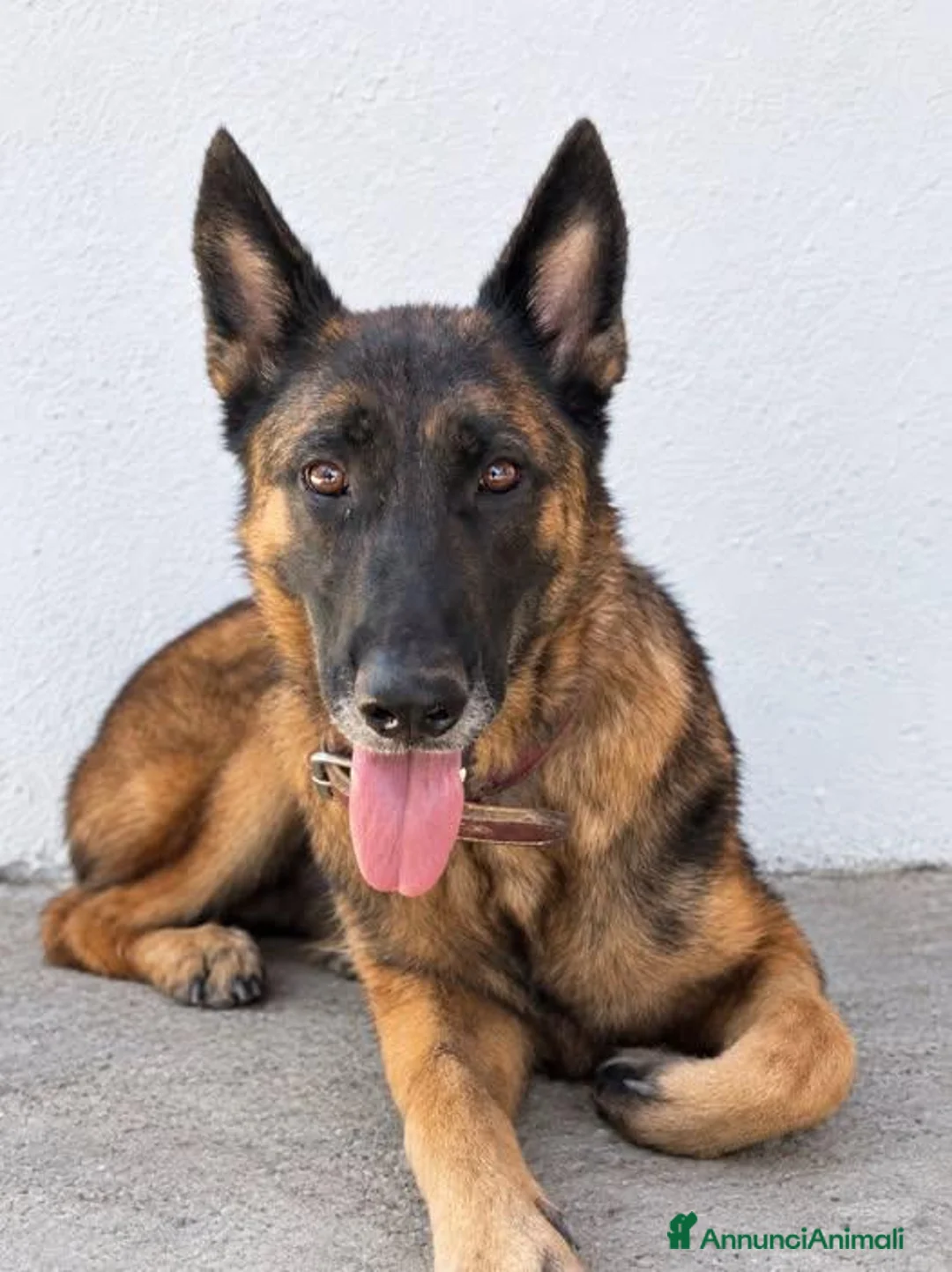 Pastore Tedesco cani in regalo: claudia - Annuncio 1