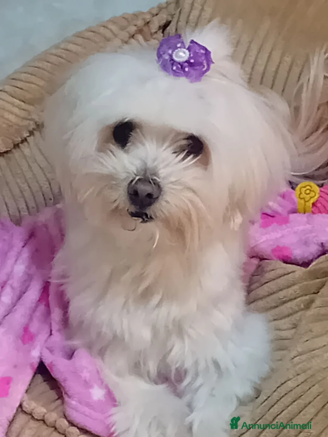 Maltese cani in regalo: Regalo coppia maltesi a Città metropolitana di Catania - Annuncio 1