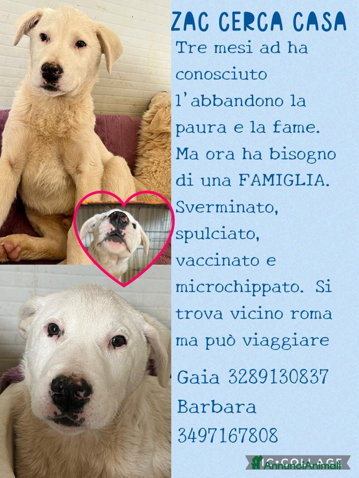 Meticcio cani Cucciolo in canile  - Annuncio 11