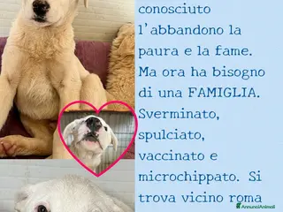 Meticcio cani Cucciolo in canile - Annuncio 11