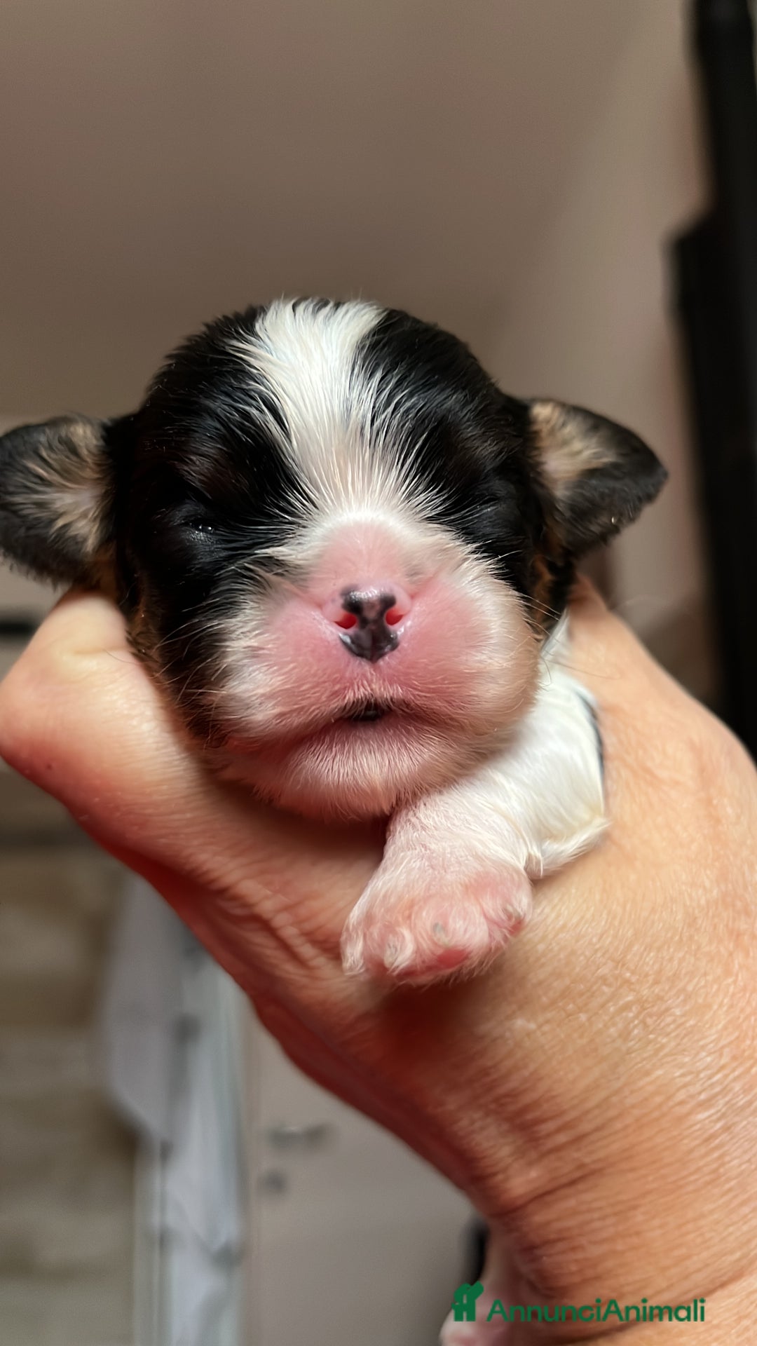 Cavalier King cani in vendita: Ultimo Cucciolo maschio tricolor - Annuncio 5