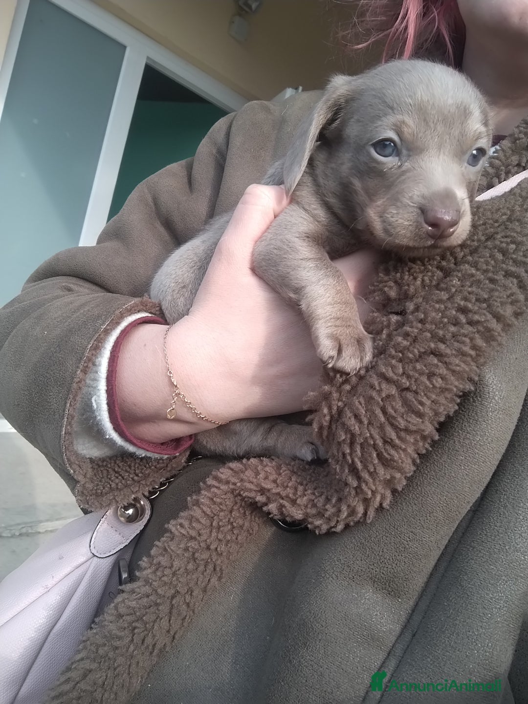 Bassotto cani in vendita: Cucciolo di bassotto a pelo raso - Annuncio 5