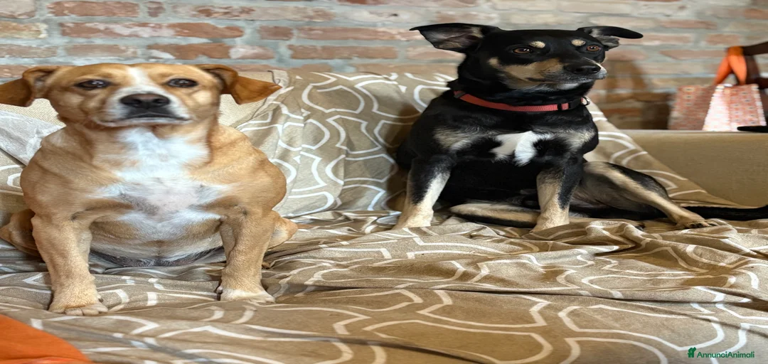 Immagine della galleria {{count}}