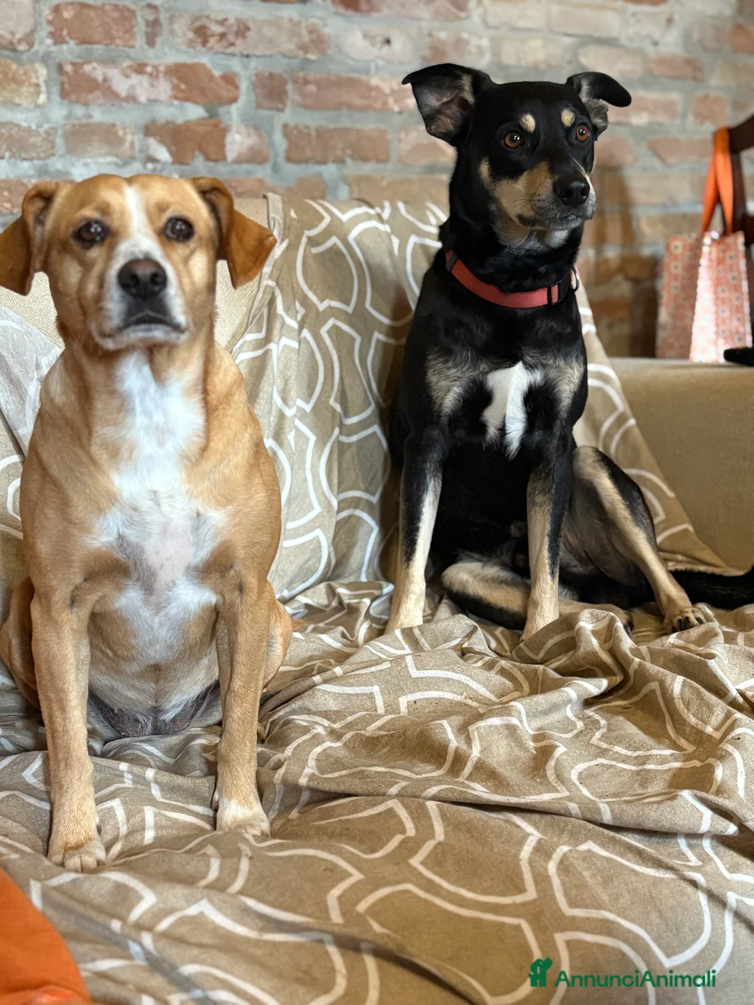 Immagine della galleria {{count}}