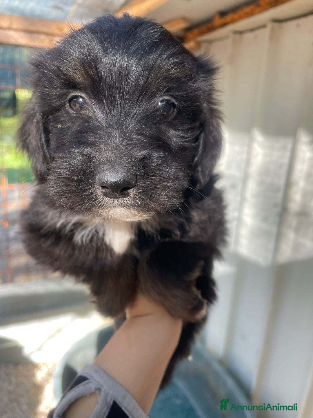 Meticcio cani in regalo: LE PIETRE PREZIOSE - Annuncio 1