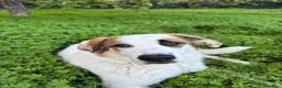 Pastore della Sila cani in regalo: Lunita - Annuncio 3