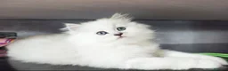 Persiano gatti in vendita: Cuccioli persiano chinchillà normotipico - Annuncio 2