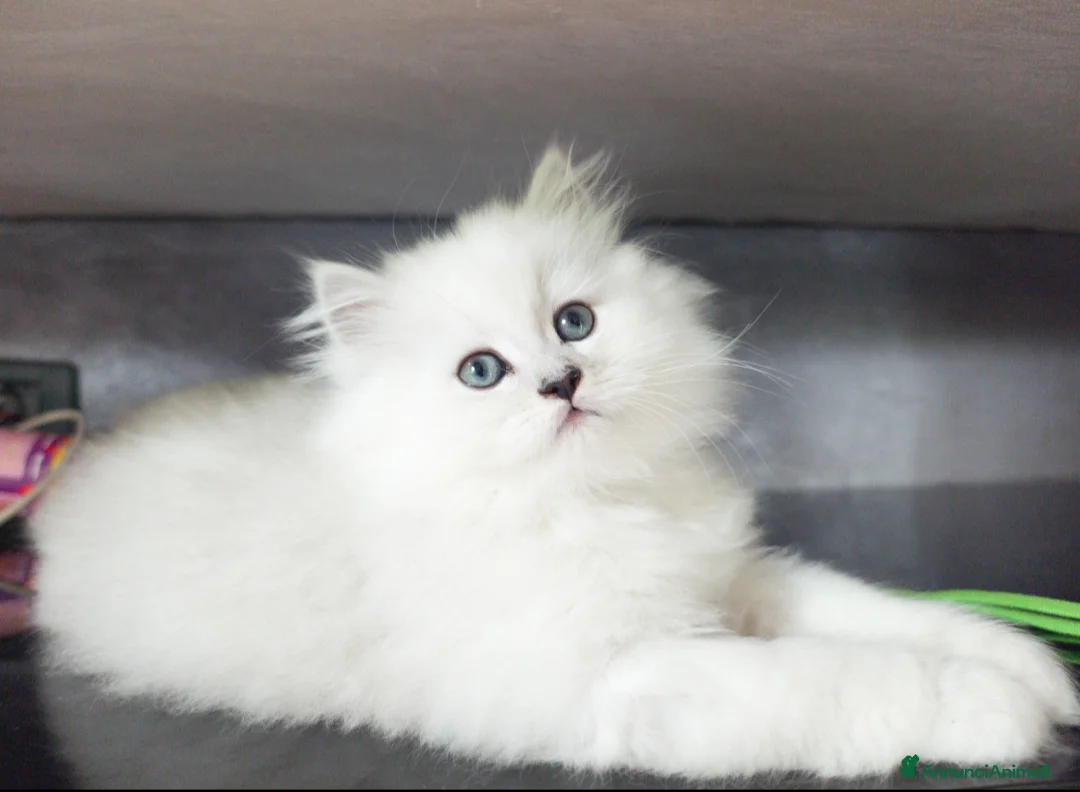 Persiano gatti in vendita: Cuccioli persiano chinchillà normotipico - Annuncio 2