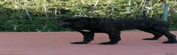 Cane Corso cani in regalo: Cucciole Cane Corso  - Annuncio 10