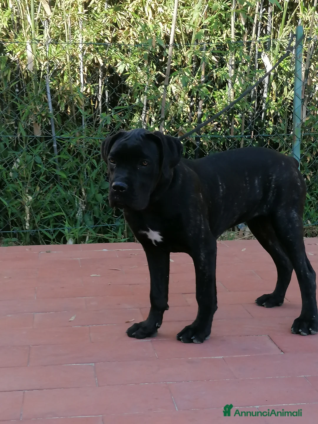 Cane Corso cani in regalo: Cucciole Cane Corso  - Annuncio 16
