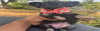 Chihuahua 3