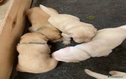 Golden Retriever cani in vendita: Cuccioli di golden retriever a Provincia di Pavia - Immagine 9