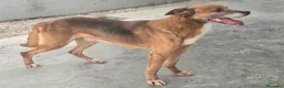 Meticcio cani in regalo: 16 kg, 4 anni rischia il canile    - Annuncio 6