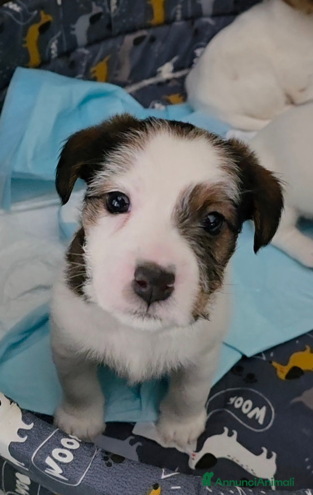 Jack Russell cani in vendita: Cuccioli di Jack Russell Broken e Ruvidi - Annuncio 9