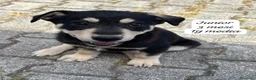 Meticcio cani in regalo: Tanti cuccioli da salvare  a Città Metropolitana di Bologna - Annuncio 5