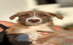 Meticcio cani in regalo: Stefano, Nicola & Giacomo, 3 mesi a Provincia di Bergamo - Immagine 2