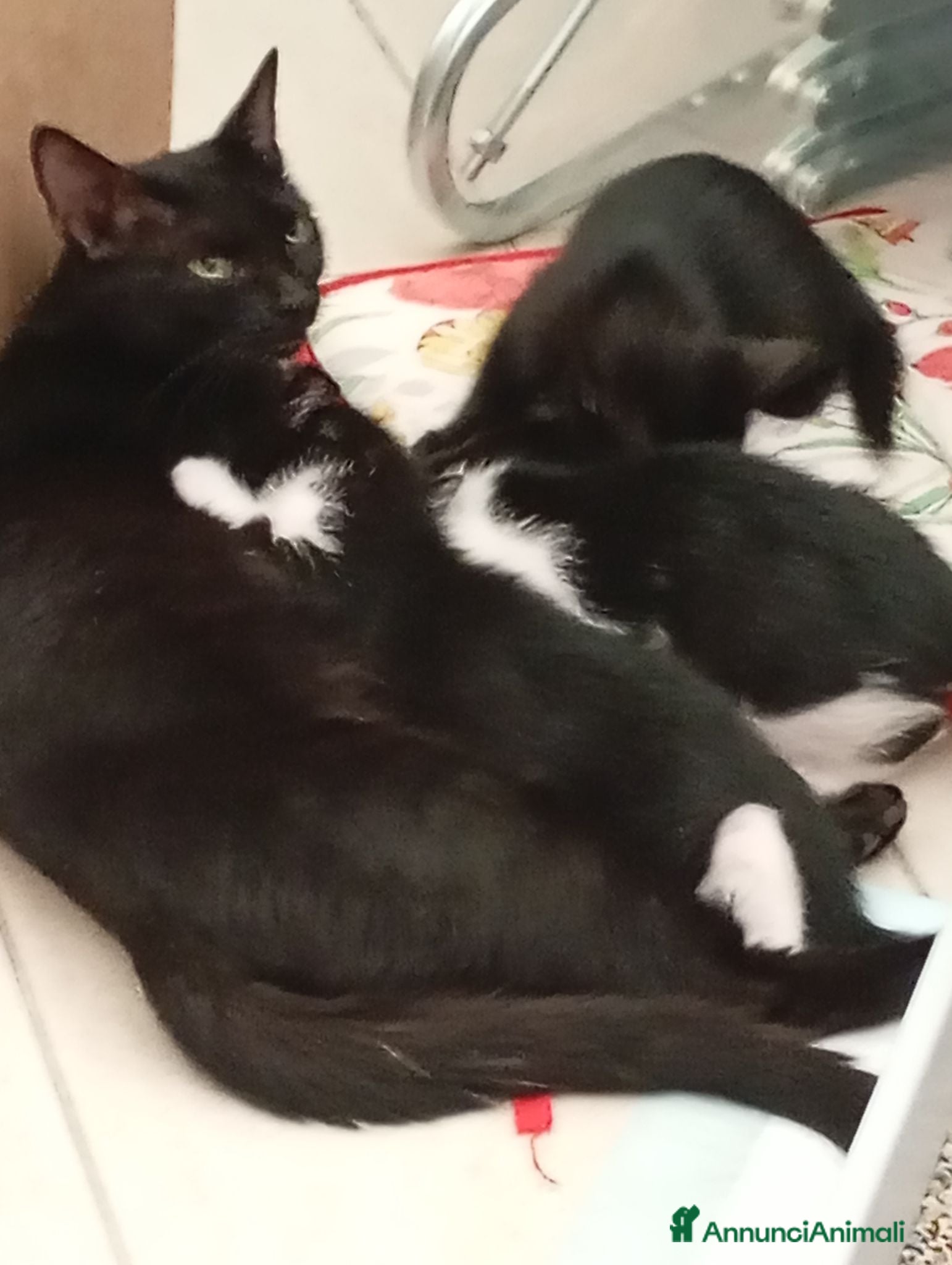 Europeo gatti Cuccioli vivaci e dolcissimi cercano casa  - Annuncio 1