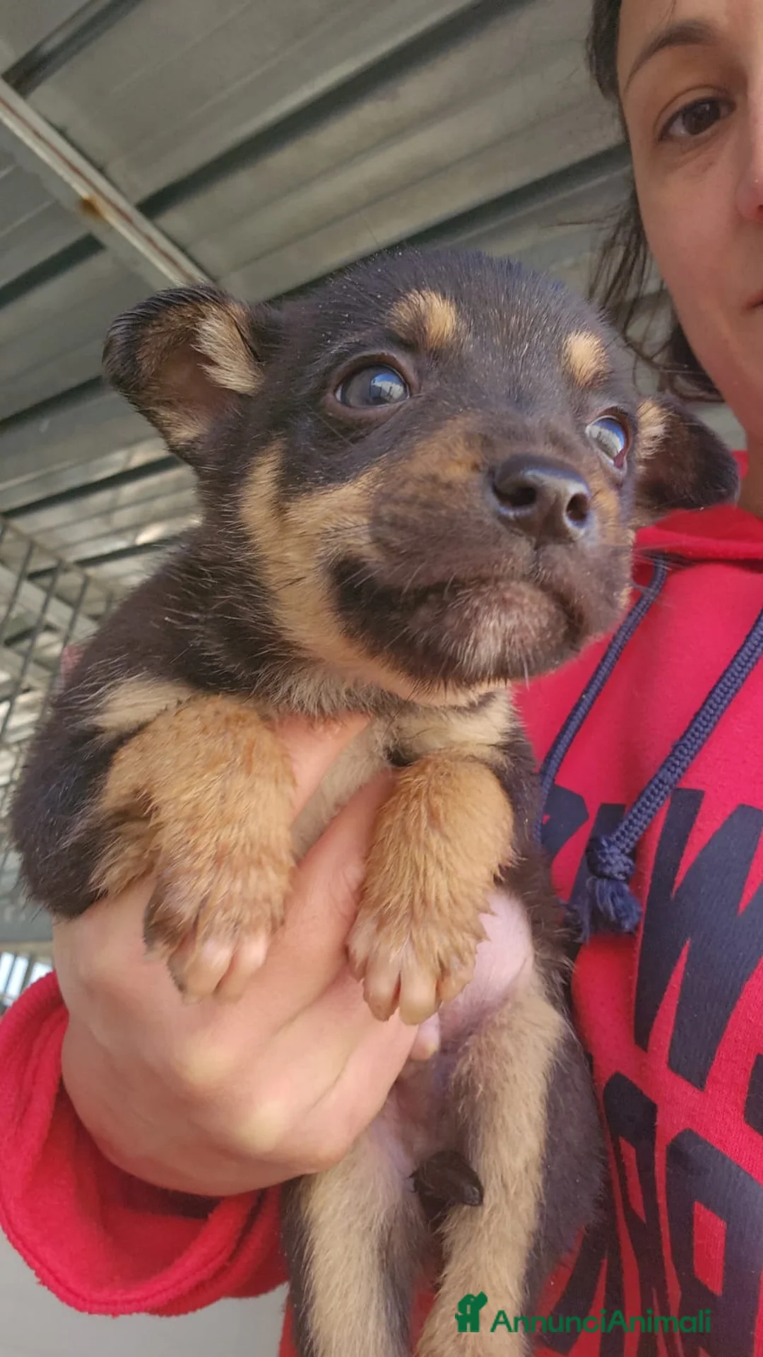 Meticcio cani in regalo: Giglio: 2 mesi taglia contenuta  - Annuncio 2