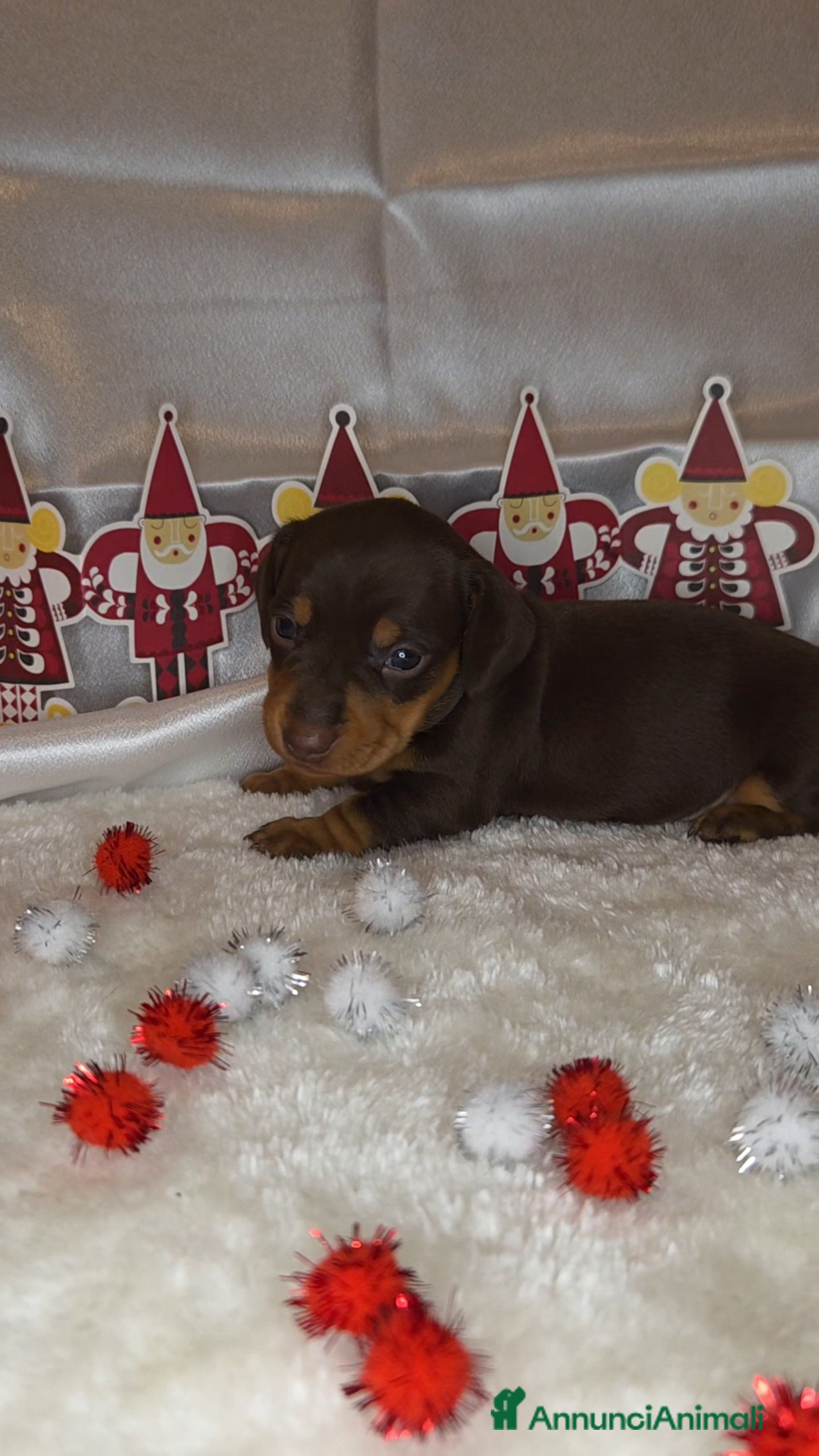 Bassotto cani BASSOTTO FEMMINA CHOCOLATE - Annuncio 1