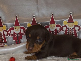 Bassotto cani BASSOTTO FEMMINA CHOCOLATE - Annuncio 1