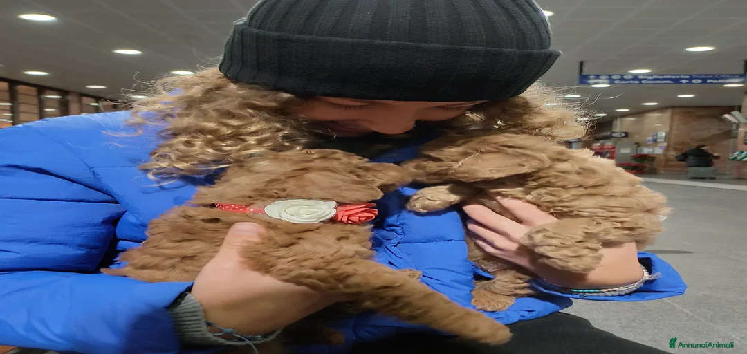 Immagine della galleria {{count}}