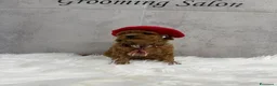 Barboncino Toy cani in vendita: Adorabili cuccioli di barboncino toy - Annuncio 5