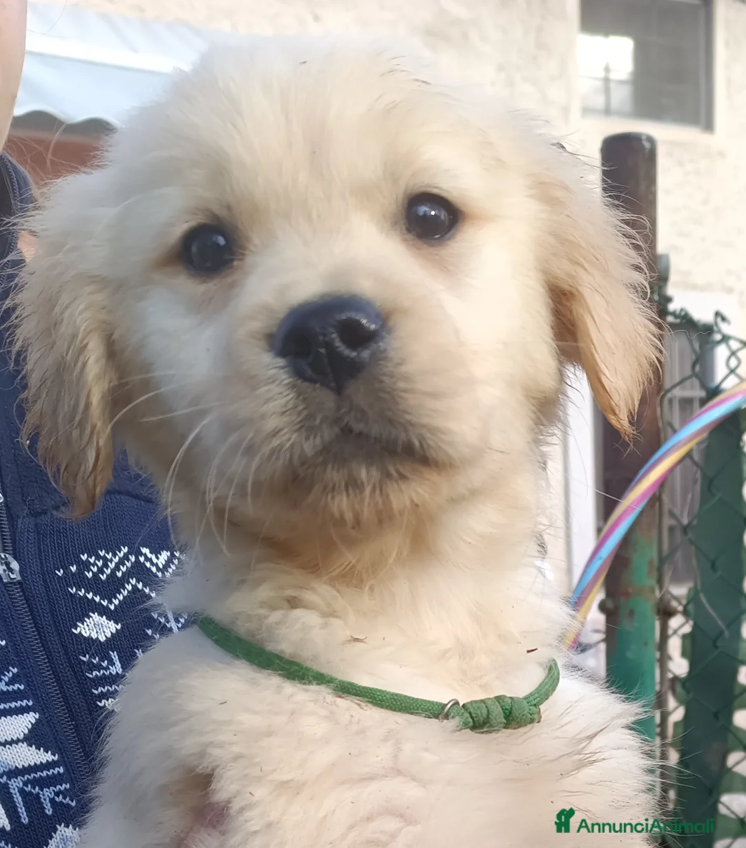 Golden Retriever cani in vendita: Golden retriever cuccioli angloamericani  - Annuncio 3
