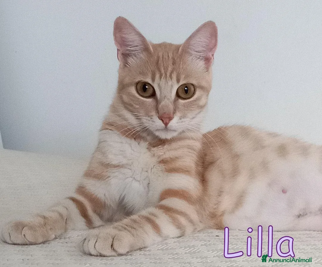 Europeo gatti in regalo:  LILLA GATTINA STUPENDA - Annuncio 2