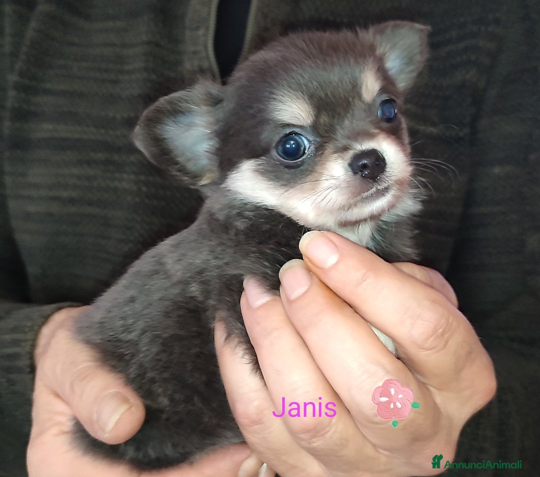 Chihuahua cani in vendita: Chihuahua cuccioli mini pedigree ENCI  - Annuncio 8