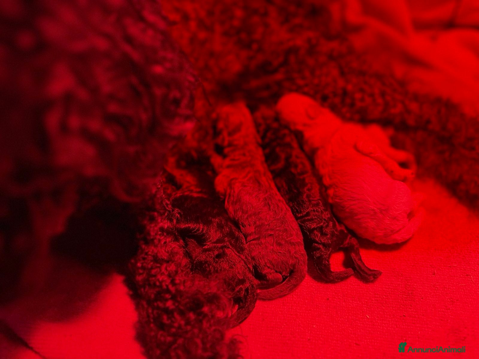 Barboncino Toy cani Cucciole di Barboncino Toy con pedigree ENCI - Annuncio 2