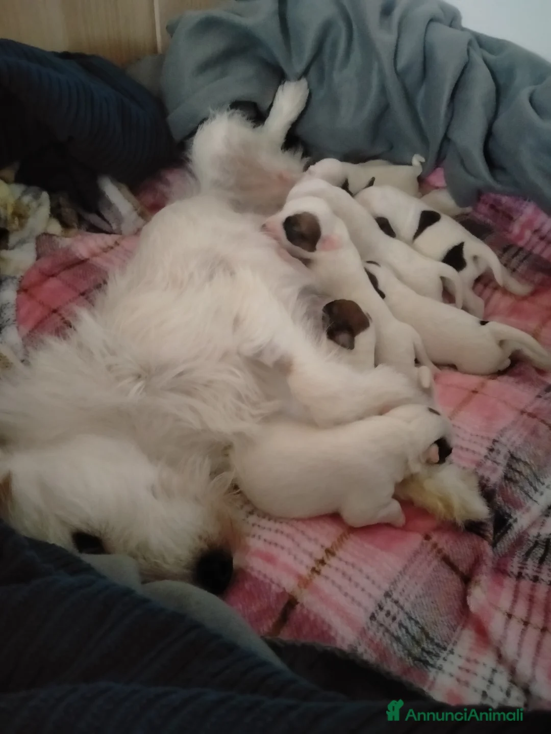 Jack Russell cani in vendita: Cuccioli di jack Russell Broken a Provincia di Campobasso - Annuncio 2