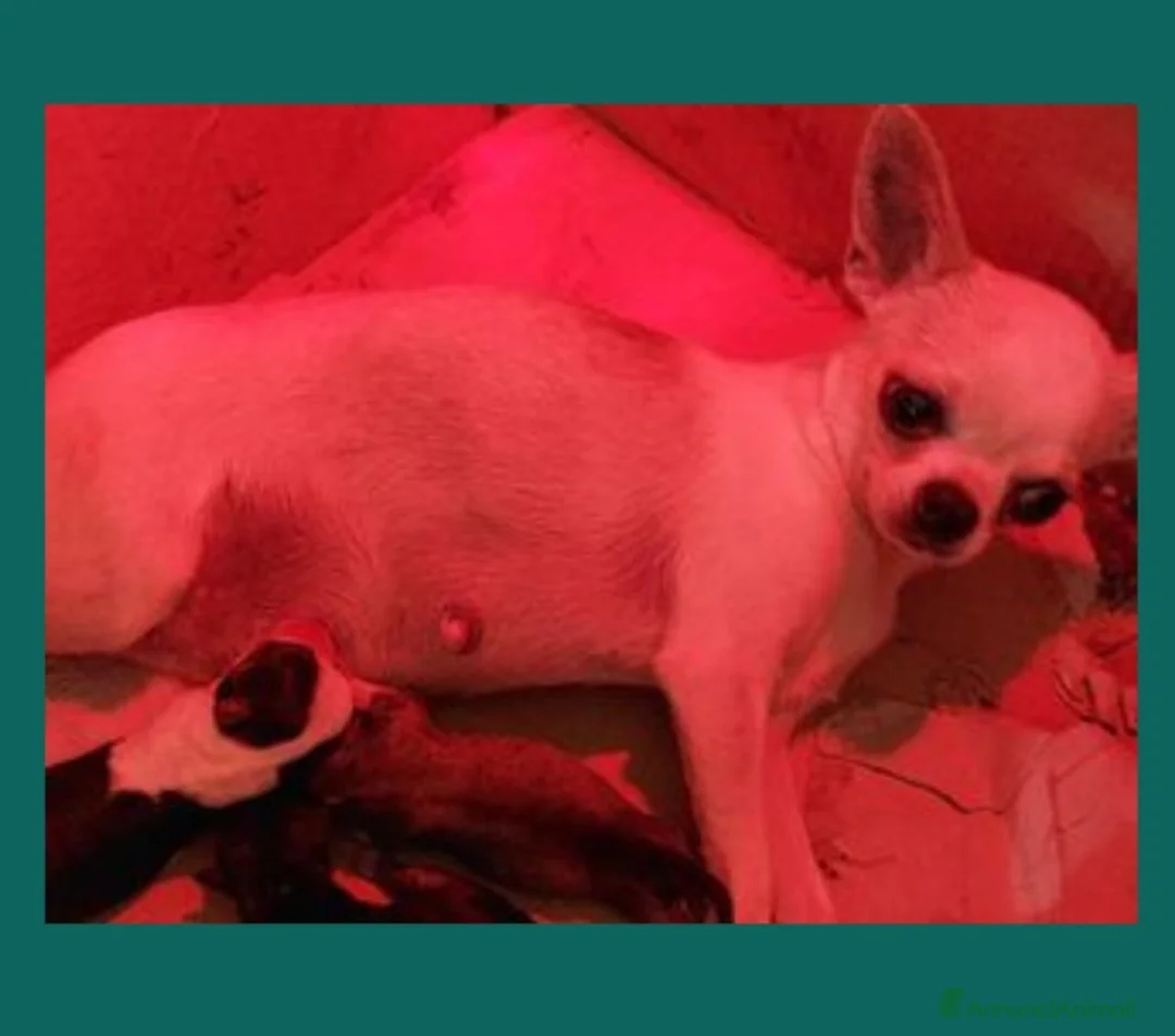 Immagine della galleria {{count}}